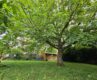 2-Familienhaus bezugsfrei mit Ausbaupotenzial - Garten 1.1